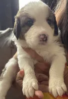 Ocean, a female Bernese Mountain Dog and Great Pyrenees for sale in Springfield, OH – 8 of 10
