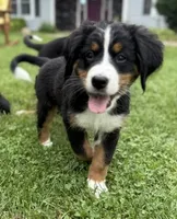 Lily, a female Bernese Mountain Dog for sale in Springfield, OH – 2 of 9