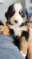 Leia's Green Boy , a male Bernese Mountain Dog for sale in Springfield, OH – 4 of 9