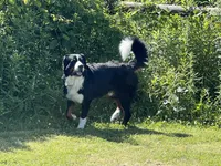 Livi's Girl #2, a female Bernese Mountain Dog for sale in Springfield, OH – Photo 2 of 3