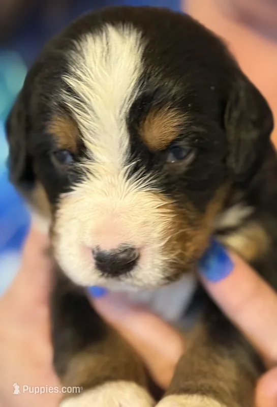Livi's Girl #2 – Bernese Mountain Dog puppy for sale in Springfield, OH