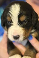 Livi's Girl #2, a female Bernese Mountain Dog for sale in Springfield, OH – Photo 1 of 3