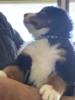 Livi's Dark Blue Boy , a male Bernese Mountain Dog for sale in Springfield, OH – 3 of 7