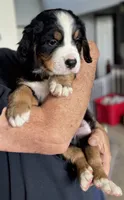 Leia's Dark Blue Boy , a male Bernese Mountain Dog for sale in Springfield, OH – 4 of 8