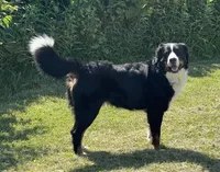 Carrie, a female Bernedoodle for sale in Springfield, OH – 3 of 4