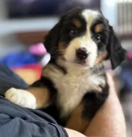 Leia's Lime Girl , a female Bernese Mountain Dog for sale in Springfield, OH – 2 of 6