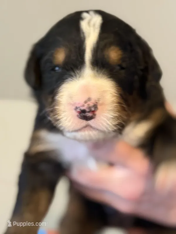 Leia's Boy #6 – Bernese Mountain Dog puppy for sale in Springfield, OH