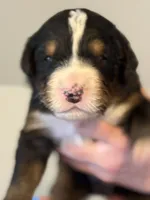 Leia's Boy #6, a male Bernese Mountain Dog for sale in Springfield, OH – Photo 1 of 3