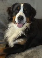 Leia's Boy #6, a male Bernese Mountain Dog for sale in Springfield, OH – Photo 2 of 3