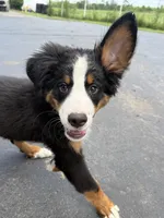 Gentry, a male Bernese Mountain Dog for sale in Springfield, OH – 2 of 6