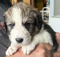 Pinky, a female Bernese Mountain Dog and Great Pyrenees for sale in Springfield, OH – 3 of 10