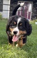 Oakley, a female Bernese Mountain Dog for sale in Springfield, OH – 6 of 10