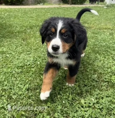 Benny – Bernese Mountain Dog puppy for sale in Springfield, OH