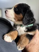 Leia's Green Boy , a male Bernese Mountain Dog for sale in Springfield, OH – 7 of 9