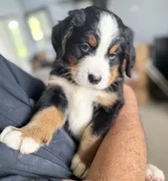 Leia's Dark Blue Boy , a male Bernese Mountain Dog for sale in Springfield, OH – 5 of 8