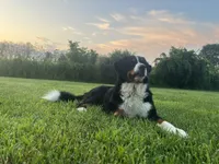 Livi's Boy #1, a male Bernese Mountain Dog for sale in Springfield, OH – Photo 4 of 5