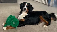 Livi's Boy #1, a male Bernese Mountain Dog for sale in Springfield, OH – Photo 3 of 5