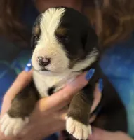 Livi's Boy #1, a male Bernese Mountain Dog for sale in Springfield, OH – Photo 1 of 5