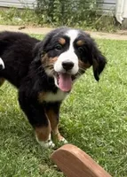 Bluebell, a female Bernese Mountain Dog for sale in Springfield, OH – 3 of 8