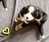 Leia's Green Boy , a male Bernese Mountain Dog for sale in Springfield, OH – 6 of 9