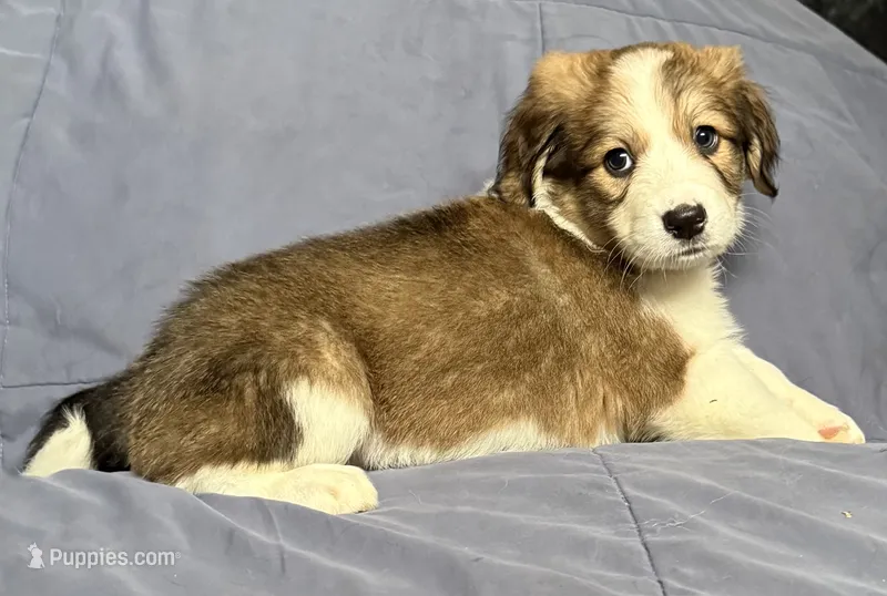 Pinky – Bernese Mountain Dog, Great Pyrenees puppy for sale in Springfield, OH