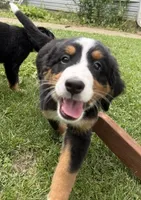 Bluebell, a female Bernese Mountain Dog for sale in Springfield, OH – 4 of 8