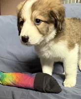 Pinky, a female Bernese Mountain Dog and Great Pyrenees for sale in Springfield, OH – 4 of 10