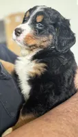 Leia's Black Boy , a male Bernese Mountain Dog for sale in Springfield, OH – 4 of 7