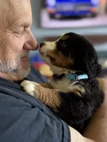 Leia's Aqua Girl, a female Bernese Mountain Dog for sale in Springfield, OH – 5 of 6