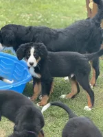 Gentry, a male Bernese Mountain Dog for sale in Springfield, OH – 1 of 6