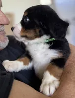 Livi's Green Boy, a male Bernese Mountain Dog for sale in Springfield, OH – 5 of 8
