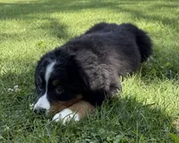 Oakley, a female Bernese Mountain Dog for sale in Springfield, OH – 2 of 10
