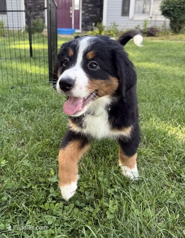 Lady – Bernese Mountain Dog puppy for sale in Springfield, OH