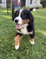Lady, a female Bernese Mountain Dog for sale in Springfield, OH – 1 of 9