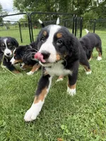Georgie, a male Bernese Mountain Dog for sale in Springfield, OH – 6 of 10