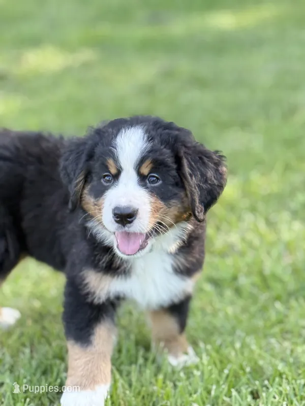 Leia's Aqua Girl – Bernese Mountain Dog puppy for sale in Springfield, OH
