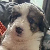 Yancy, a female Bernese Mountain Dog and Great Pyrenees for sale in Springfield, OH – 2 of 10