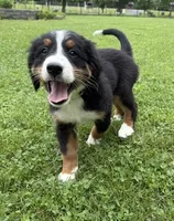 Lily, a female Bernese Mountain Dog for sale in Springfield, OH – 4 of 9