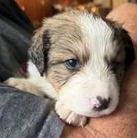 Lucky, a female Bernese Mountain Dog and Great Pyrenees for sale in Springfield, OH – 2 of 10