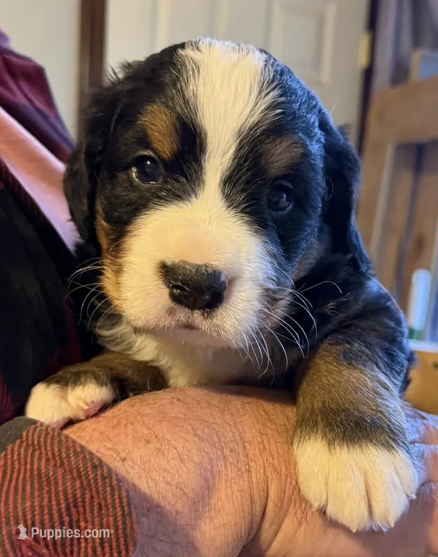 Leia's Boy #1 – Bernese Mountain Dog puppy for sale in Springfield, OH