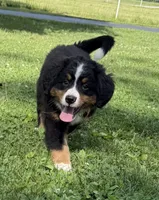 Oakley, a female Bernese Mountain Dog for sale in Springfield, OH – 7 of 10