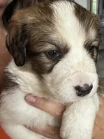 Yancy, a female Bernese Mountain Dog and Great Pyrenees for sale in Springfield, OH – 1 of 10