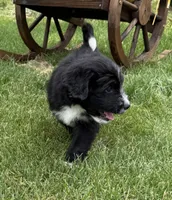 Charlie, a male Bernedoodle for sale in Springfield, OH – 3 of 5