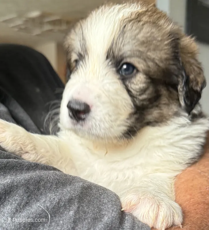 Rudy – Bernese Mountain Dog, Great Pyrenees puppy for sale in Springfield, OH
