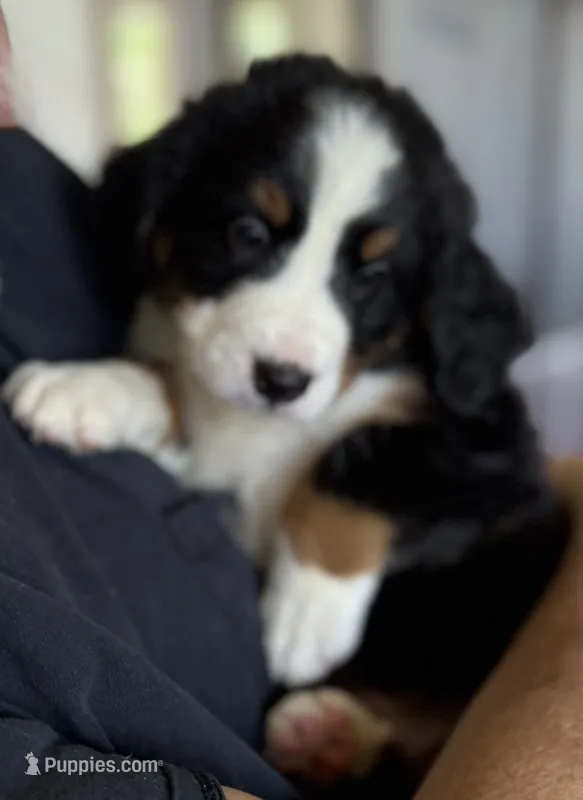 Livi's Green Boy – Bernese Mountain Dog puppy for sale in Springfield, OH