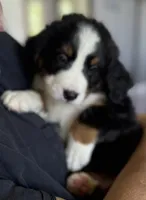 Livi's Green Boy, a male Bernese Mountain Dog for sale in Springfield, OH – 1 of 8