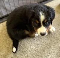 Livi's Black Boy , a male Bernese Mountain Dog for sale in Springfield, OH – 4 of 9