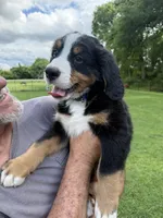 Duke, a male Bernese Mountain Dog for sale in Springfield, OH – 4 of 8
