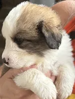 Gus, a male Bernese Mountain Dog and Great Pyrenees for sale in Springfield, OH – 3 of 10