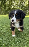 Lady, a female Bernese Mountain Dog for sale in Springfield, OH – 3 of 9